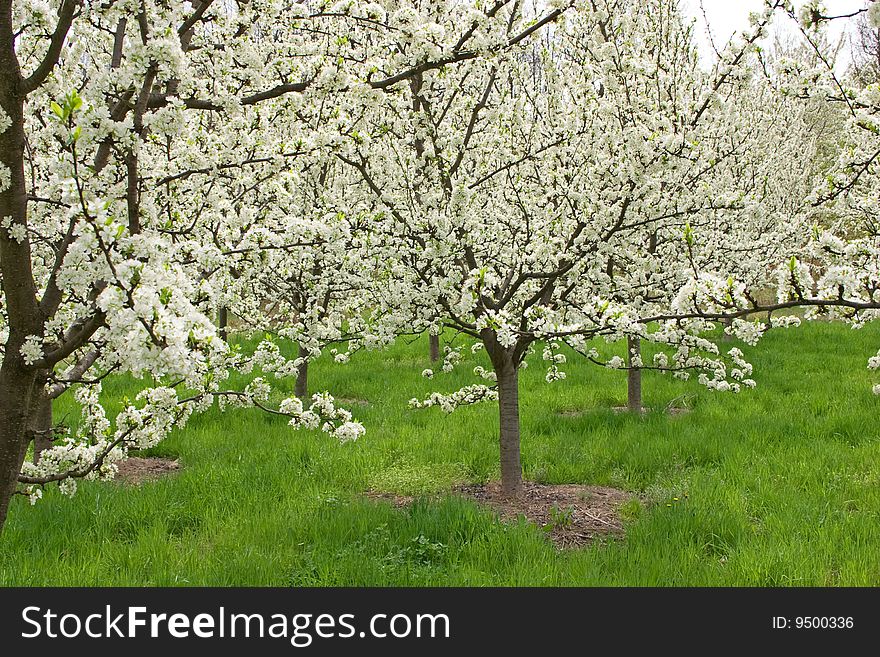 Apple orchard in mountains on shiny spring day