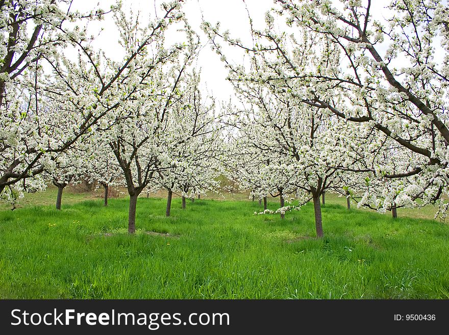 Apple orchard in mountains on shiny spring day