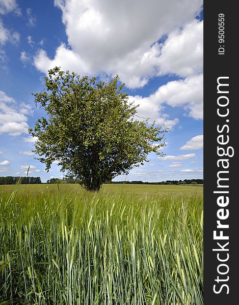 Tree In Corn Field