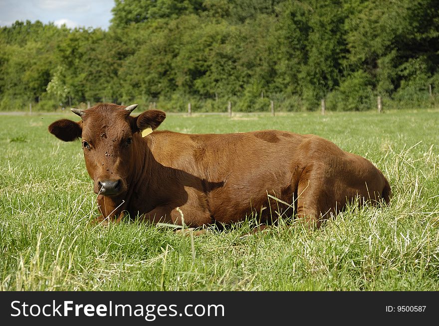 Brown cow with horns is resting on a green field