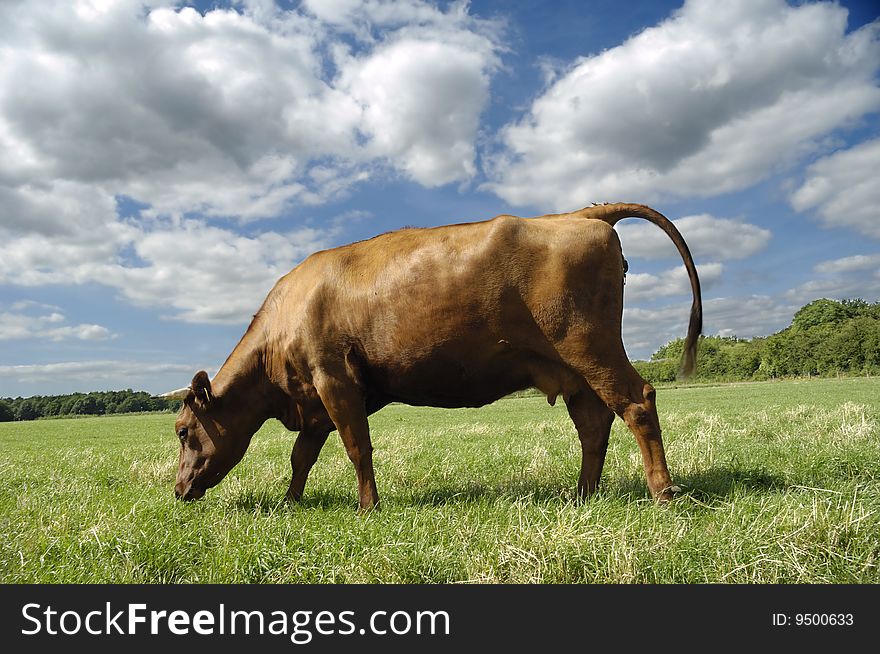 A cow is standing on green field eating grass. A cow is standing on green field eating grass.