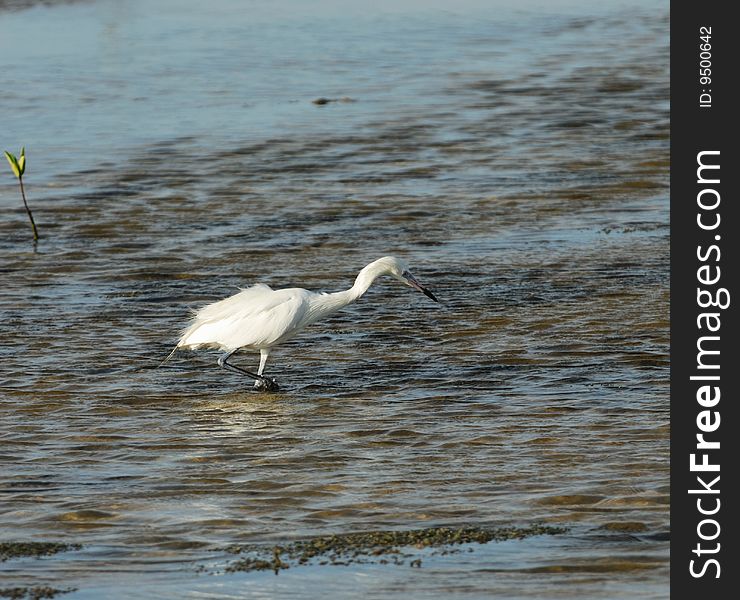 Hunter. Great White Egret