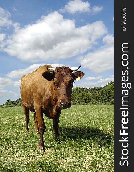 A cow is standing on a green field. The sky is blue with white clouds. A cow is standing on a green field. The sky is blue with white clouds.