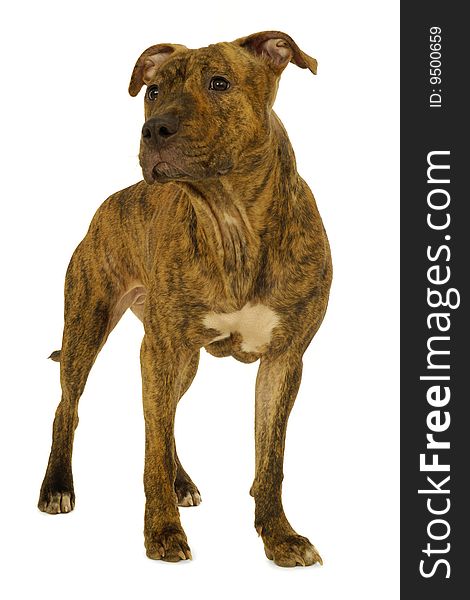 Staffordshire terrier dog is standing on a clean white background