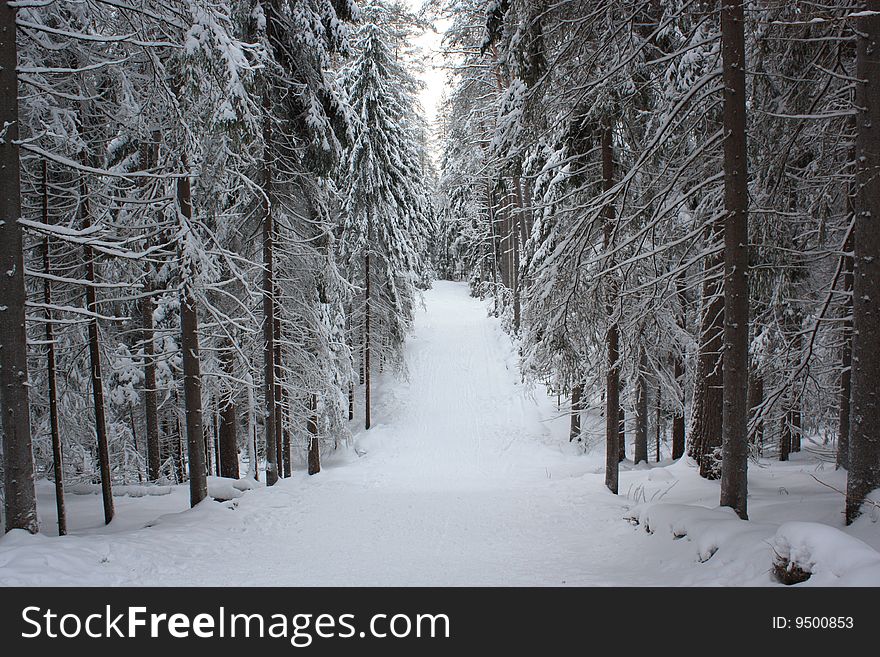 Ski trail in winter russian forest. Ski trail in winter russian forest