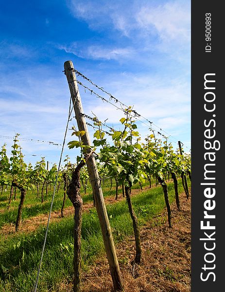 German Vineyard Near The Rhein River