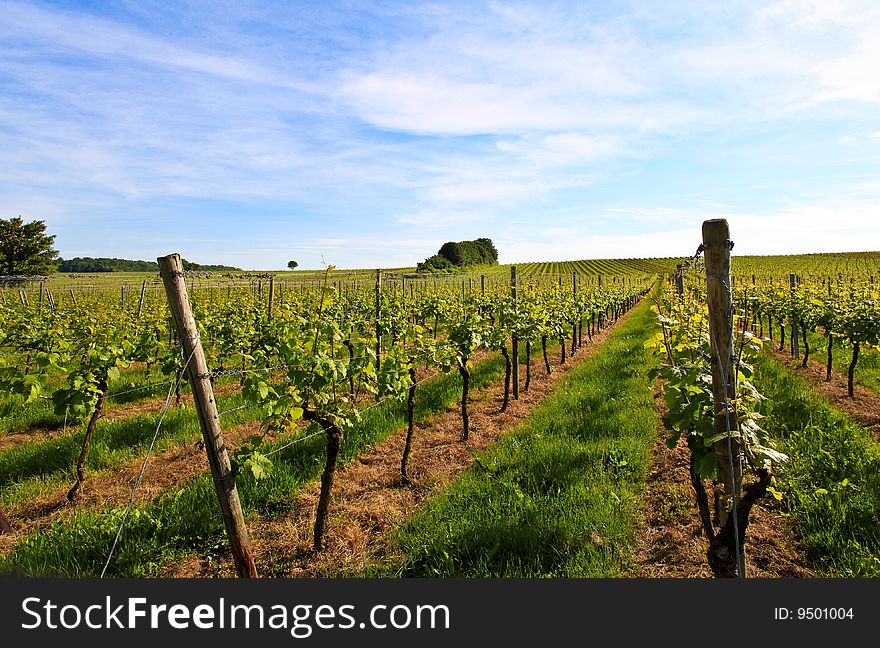 A german vineyard near the rhein river