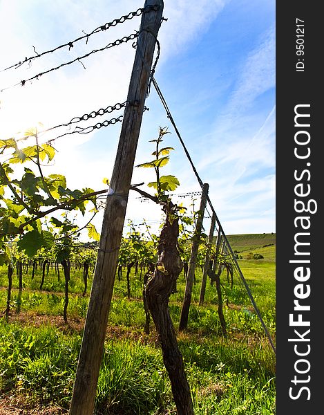 A german vineyard near the rhein river