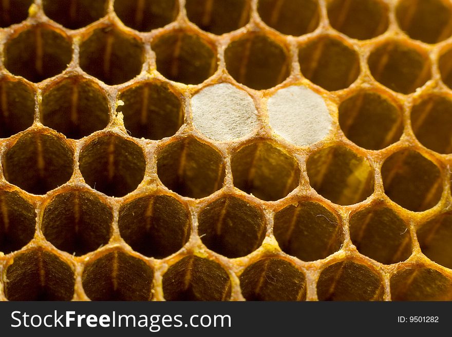Macro image of the hexagonal honeycomb structure made by bees, two cells covered by spider's web. Macro image of the hexagonal honeycomb structure made by bees, two cells covered by spider's web