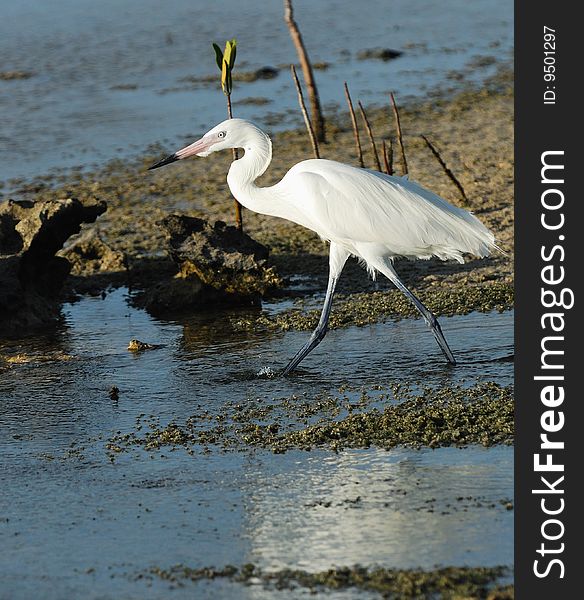 Wild Great White Egret walking at shallow Caribbean waters. Cuba, July 2008