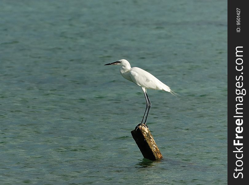 Great White Egret hunting at Caribbean waters. Cuba, July 2008