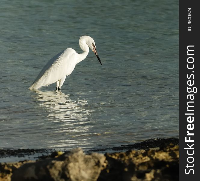 Great White Egret fishing at shallow Caribbean waters. Cuba, July 2008