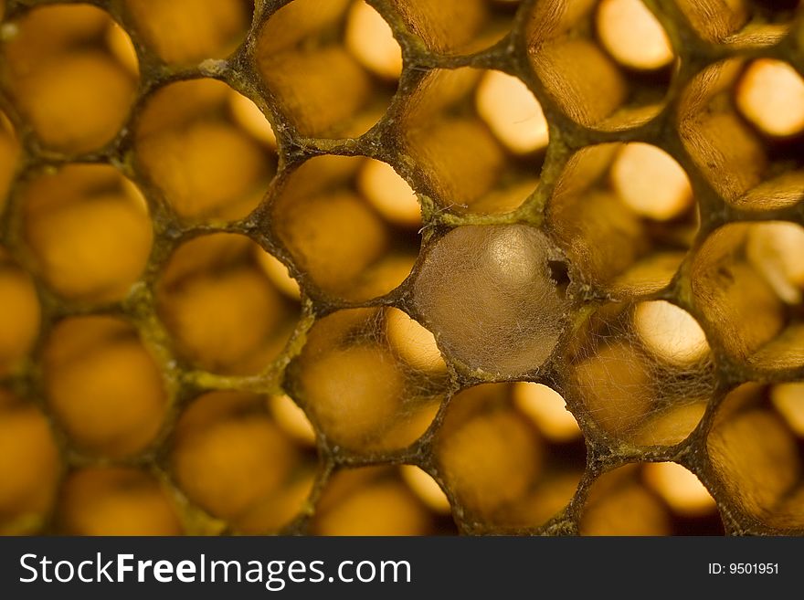 Macro image of the hexagonal honeycomb structure made by bees, some cells with cobwebs. Macro image of the hexagonal honeycomb structure made by bees, some cells with cobwebs