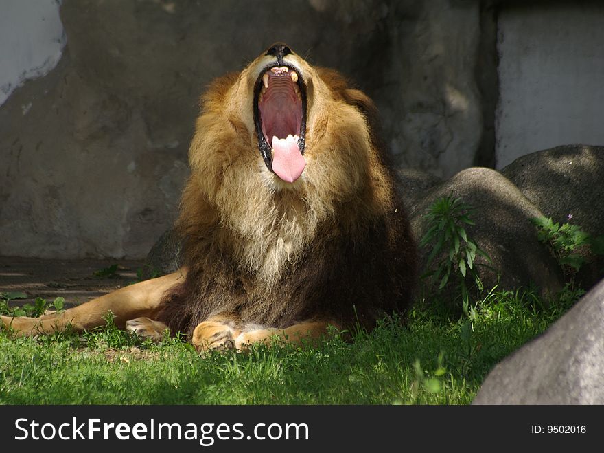 Lion man is laying down and is screaming. Lion man is laying down and is screaming