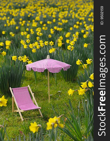 Meadow with narcissus, sunbed and parasol. Meadow with narcissus, sunbed and parasol