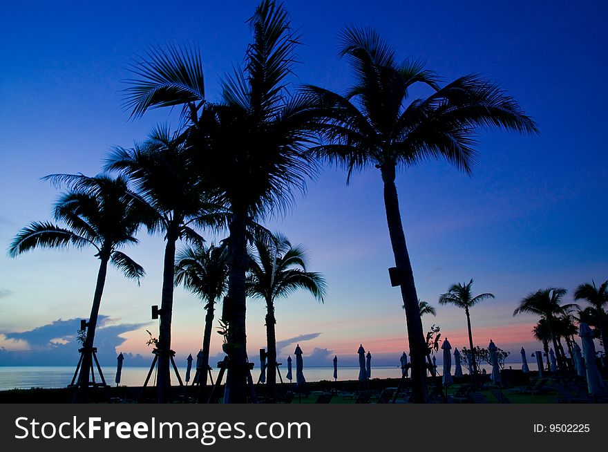 Palm Tree under sunrise in resort.