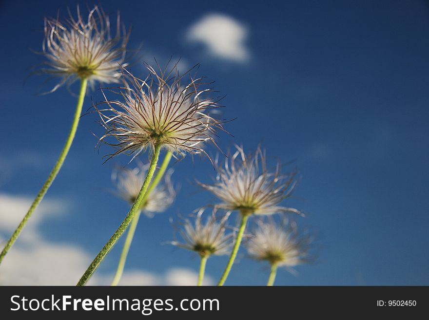 The field on which grows a feather grass. The field on which grows a feather grass