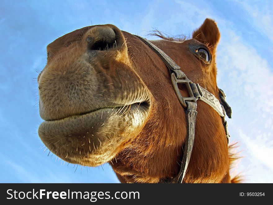 Super-close up of a happy horse, shot from below. Super-close up of a happy horse, shot from below