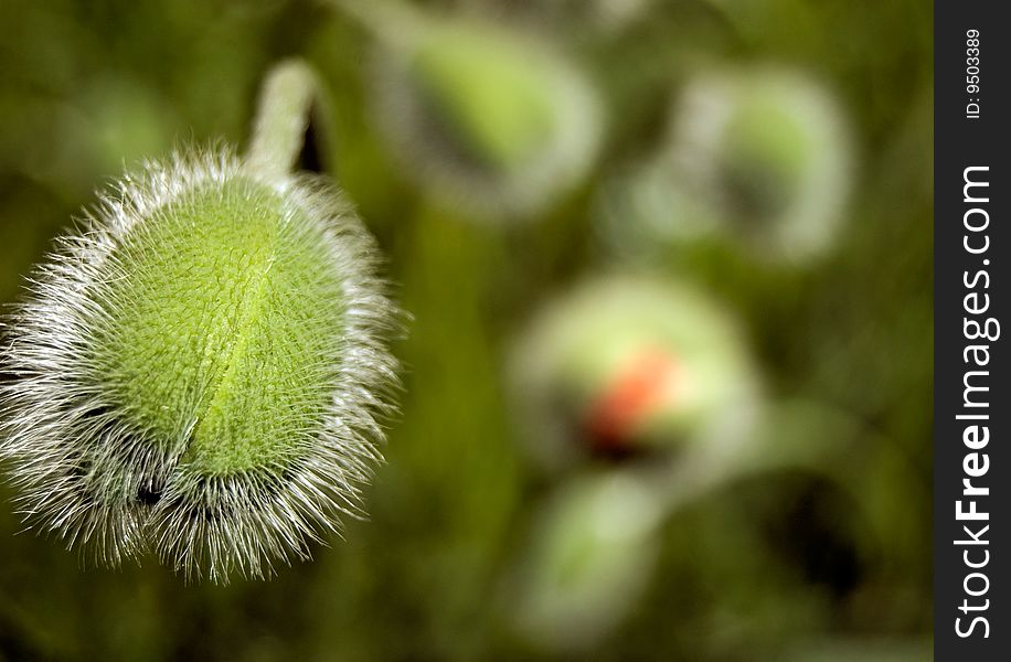 Close-up of Poppy bud on green