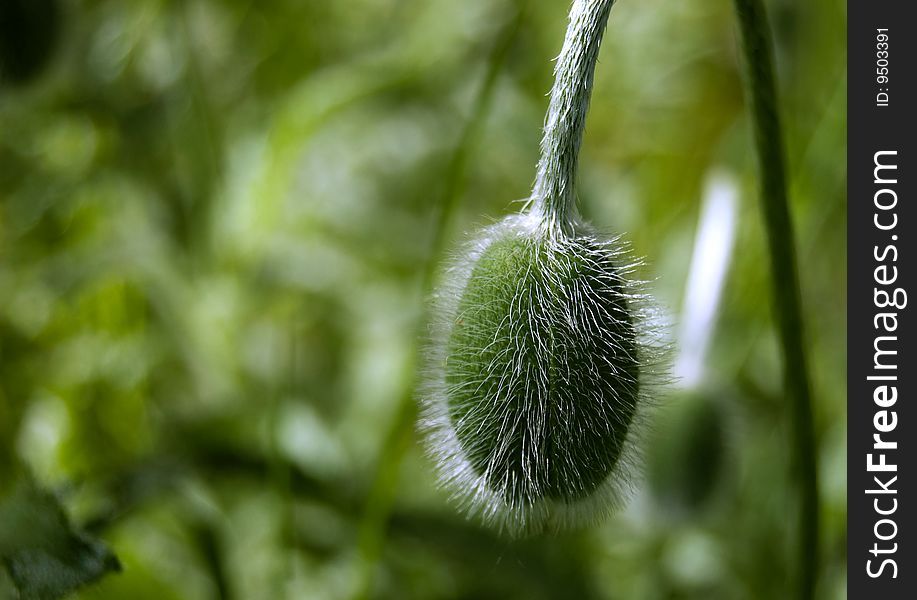 Close-up of Poppy bud on green