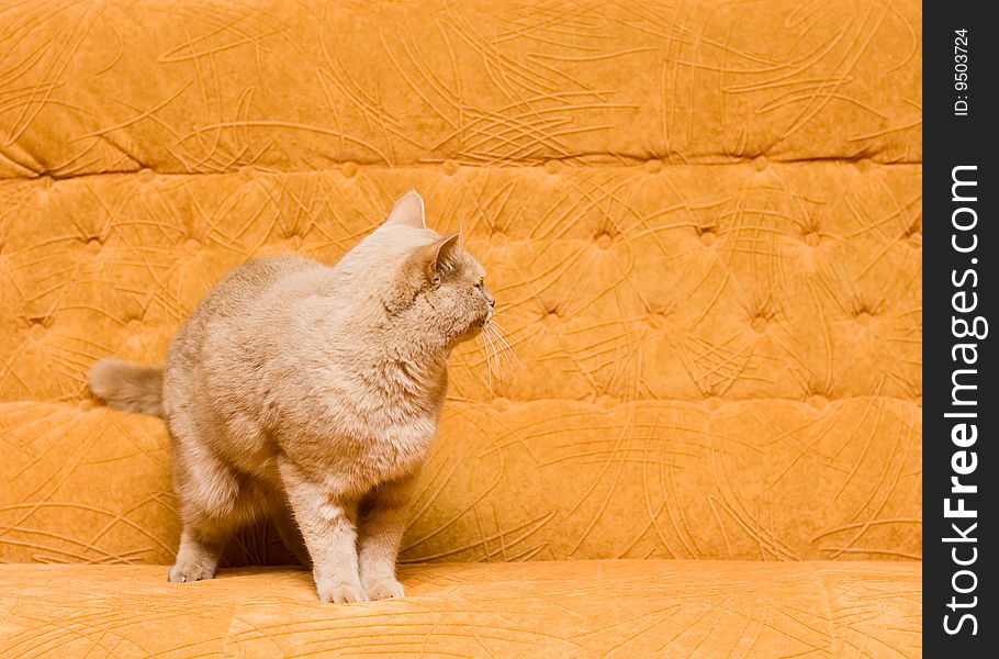 Cat on the sofa for your design