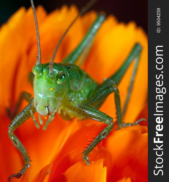 Portrait of green grasshopper on flower