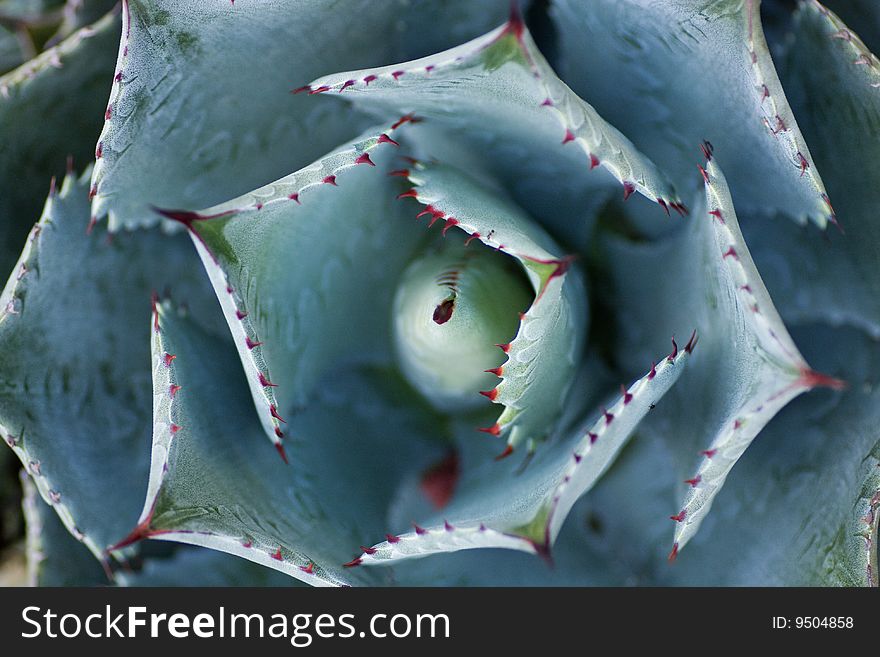 Aloe vera flower abstract detail in horizontal compositon.