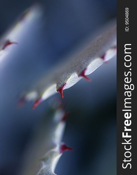 Aloe vera flower abstract detail in vertical composiiton and shallow depth of the field.