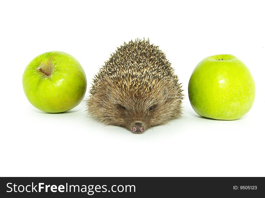 Hedgehog and apple isolated on white