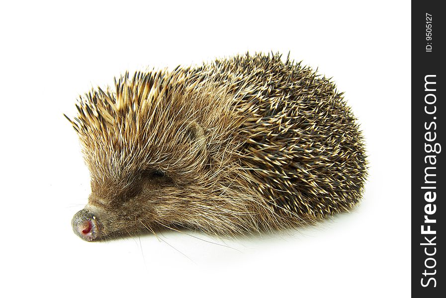 Hedgehog isolated on a white background