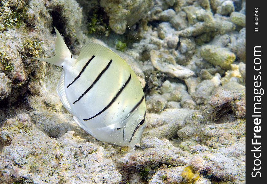 A Convict Surgeonfish in Polynesia while feeding. italian name: Chirurgo Galeotto (o pentastriato) scientific name: Acanthurus Triostegus english name: Convict Surgeonfish. A Convict Surgeonfish in Polynesia while feeding. italian name: Chirurgo Galeotto (o pentastriato) scientific name: Acanthurus Triostegus english name: Convict Surgeonfish