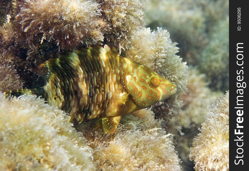 A little Ballan wrasse in Polynesia coral reef. italian name: tordo marvizzo scientific name: Labrus bergylta english name: ballan wrasse. A little Ballan wrasse in Polynesia coral reef. italian name: tordo marvizzo scientific name: Labrus bergylta english name: ballan wrasse