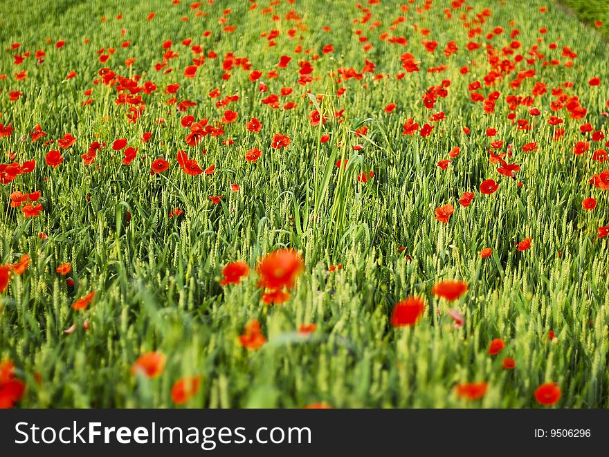 A field with wheat and poppies. A field with wheat and poppies