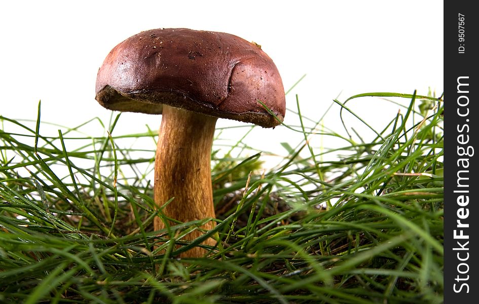 Mushroom in a grass on isolated. Mushroom in a grass on isolated