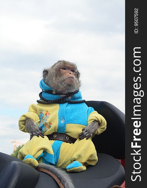 Funny monkey dressing up in clothes on background with cloud sky. Funny monkey dressing up in clothes on background with cloud sky