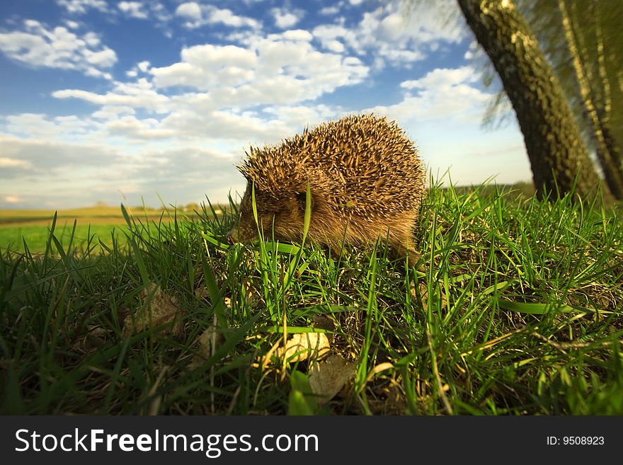 Hedgehog in grass