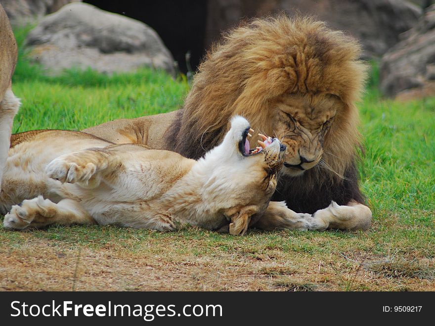 Lion with lioness growling in wild. Lion with lioness growling in wild