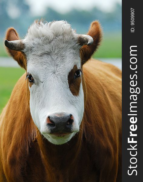 Close-up of a funny cow on on farmland in the Netherlands