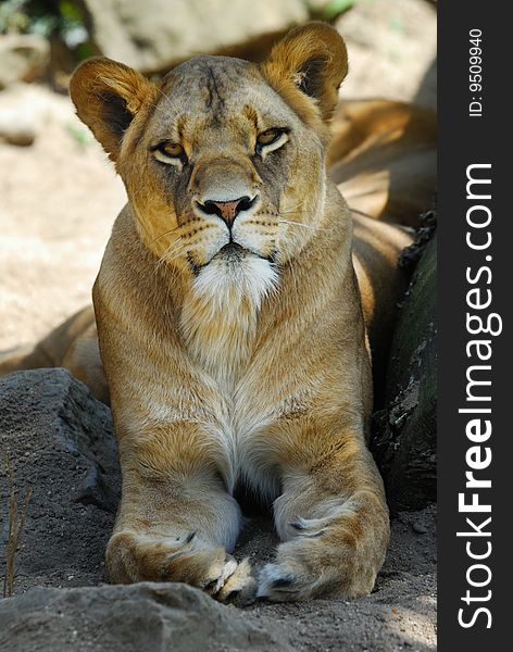 Closeup of a big african female lion