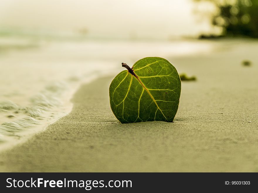 Green Ovate Leaf on Sand Near Shore