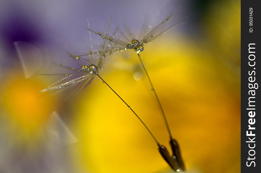 A pair of dandelion parachutes on the ripe seeds in the summer.