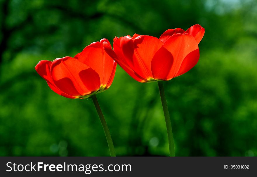 A close up of a pair of red tulips.