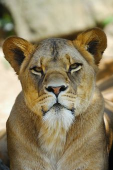 Female Lion Stock Images