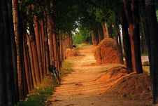 Forest Road Under The Sunset Shine Stock Images Forest Road Under The Sunset Shine Stock Images