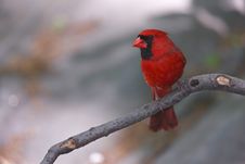 Northern Cardinal Royalty Free Stock Photo