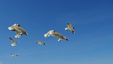 Seagulls Royalty Free Stock Image