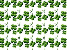 Clover Background Stock Photo