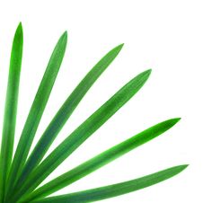 Green Palm Leaves Stock Photo