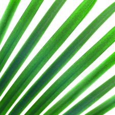 Green Palm Stock Photos Green Palm Stock Photos