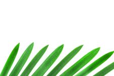 Design Element From Green Palm Leaves Stock Photo